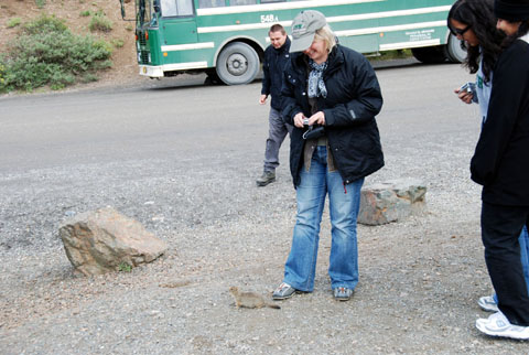 Bild22: Nager im Denali NP