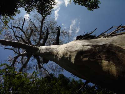 Bild019: 150 Jahre alte Baumriesen