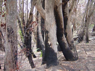 Bild044: Spuren der Waldbrnde