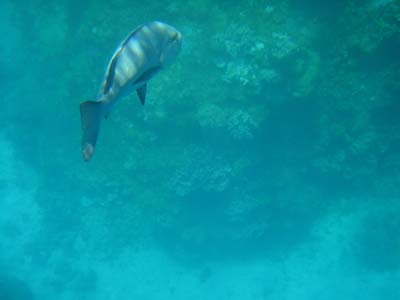 Bild079: Geniale Unterwasserwelt