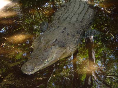 Bild086: Giganten der Urzeit