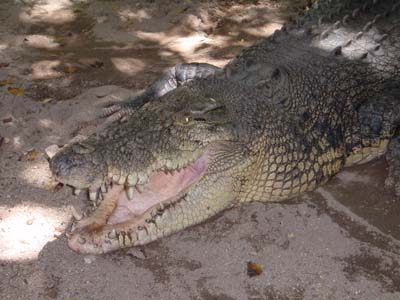 Bild087: Achtung ! Vorsicht - Sonst Beinchen ab !!!