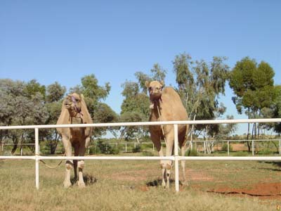 Bild0118: Two estonished Camels