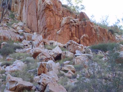 Bild122: Wildlebende Knguruhs am Standley Chasm