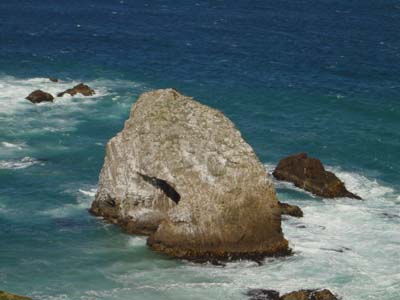 Bild262: Wo sind denn die Vgel ?