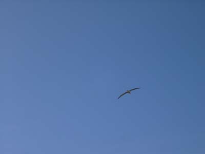 Bild272: Anflug eines Albatros (ca. 3 m Spannweite)