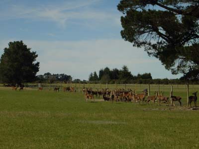 Bild260: Hier laufen bestimmt unsere Rehbraten !