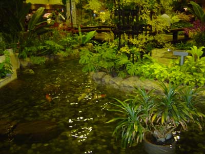 Bild325: Goldfische in Singapur