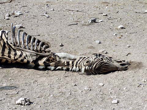 Bild50: Hynen-Futter