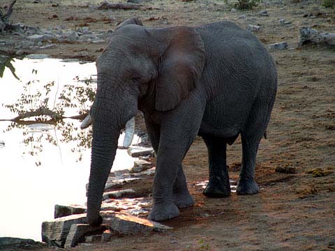 Bild54: Eli-Kino in Camp Halali