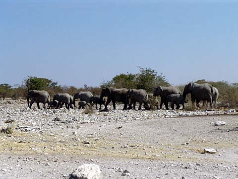 Bild59:  Die Grauen Riesen rcken an