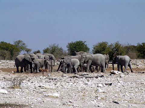 Bild60: Stre am Wasserloch