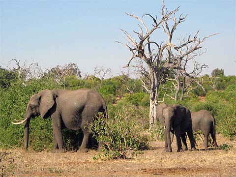 Bild89: Elefanten berall !