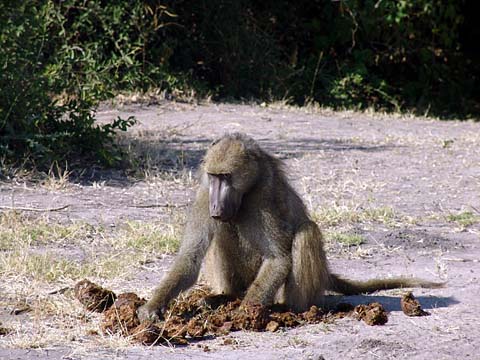 Bild90: Einsames Baboon-Mnnchen
