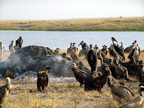 Bild97: Verbrannter toter Elefant 