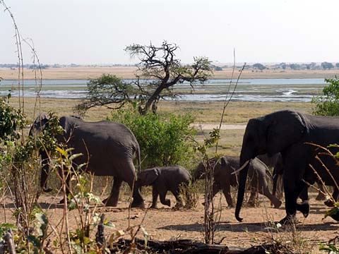 Bild100: Eli-Freude oder Plage ?