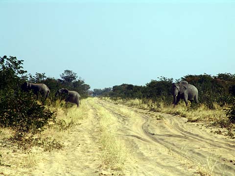 Bild102: Immer auf der Hut vor Elis !