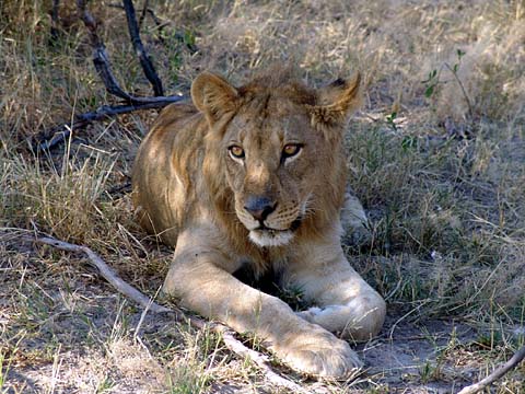 Bild112: Der wilde Lwe !