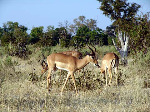Bild143: Impalas