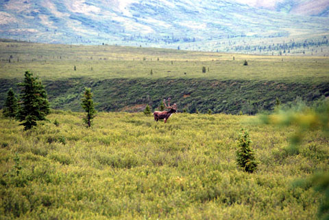Bild23: Ein Karibu im Denali NP
