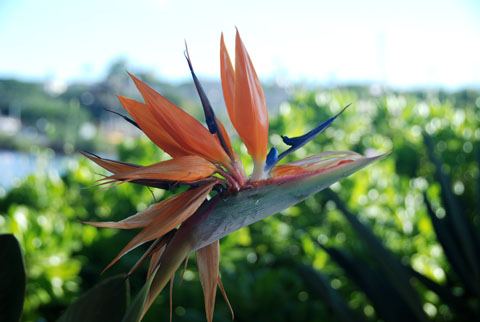 Bild43: Hawaiian Strelizie 