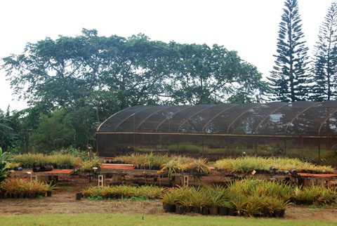 Bild08: Dole Planatation